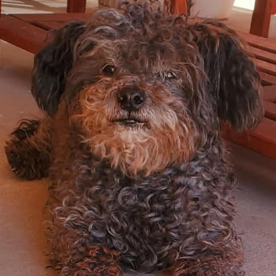 Enlarge Nino, a ADOPTABLE Miniature Poodle in Marana, AZ image 4/5