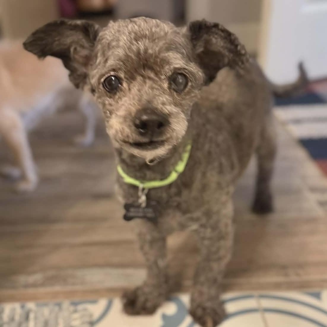 Nino, ADOPTABLE, Senior Male Miniature Poodle.