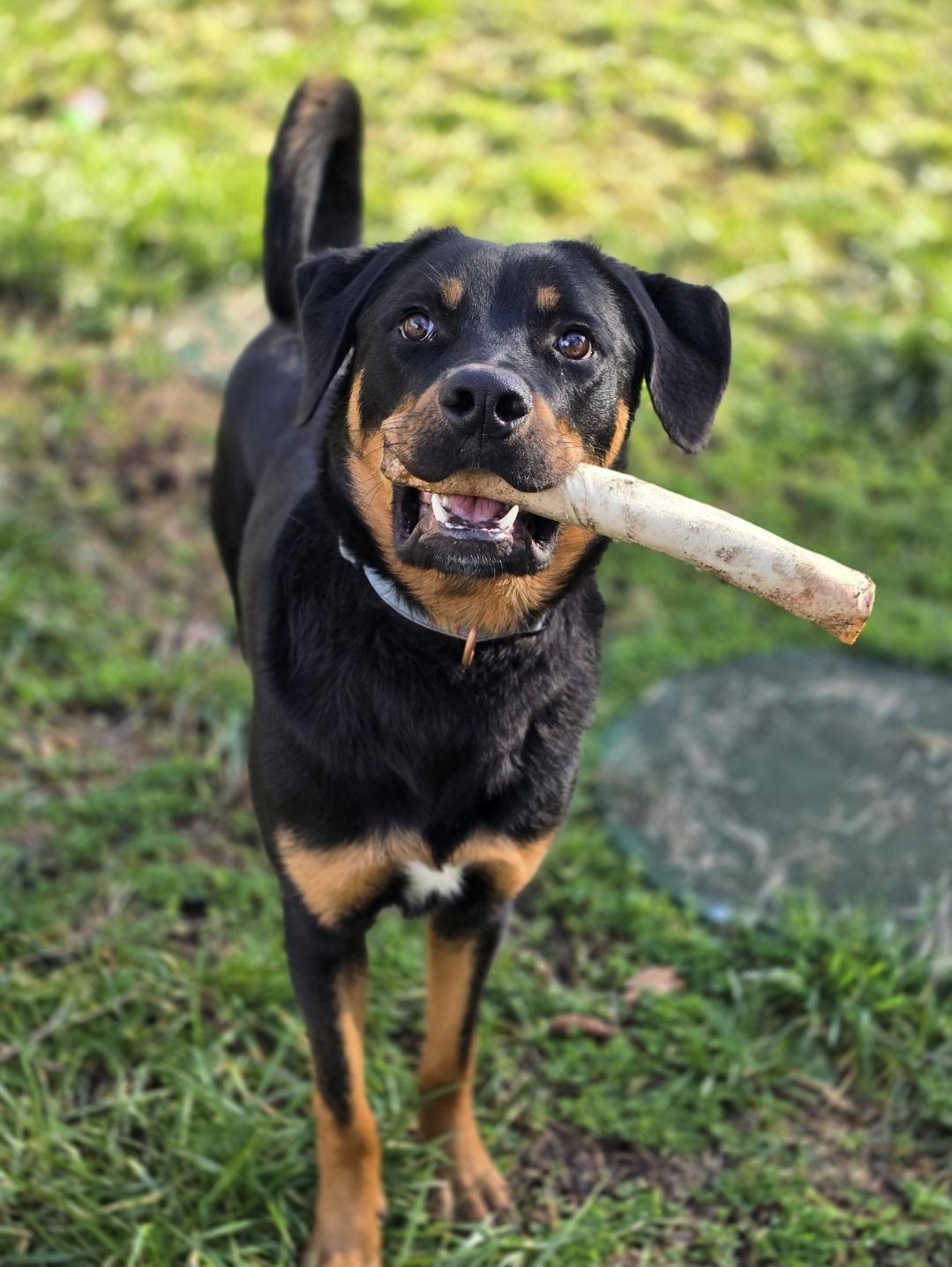 Enlarge Rouge, a Adoptable mixed breed in Buckley, WA image 2/5