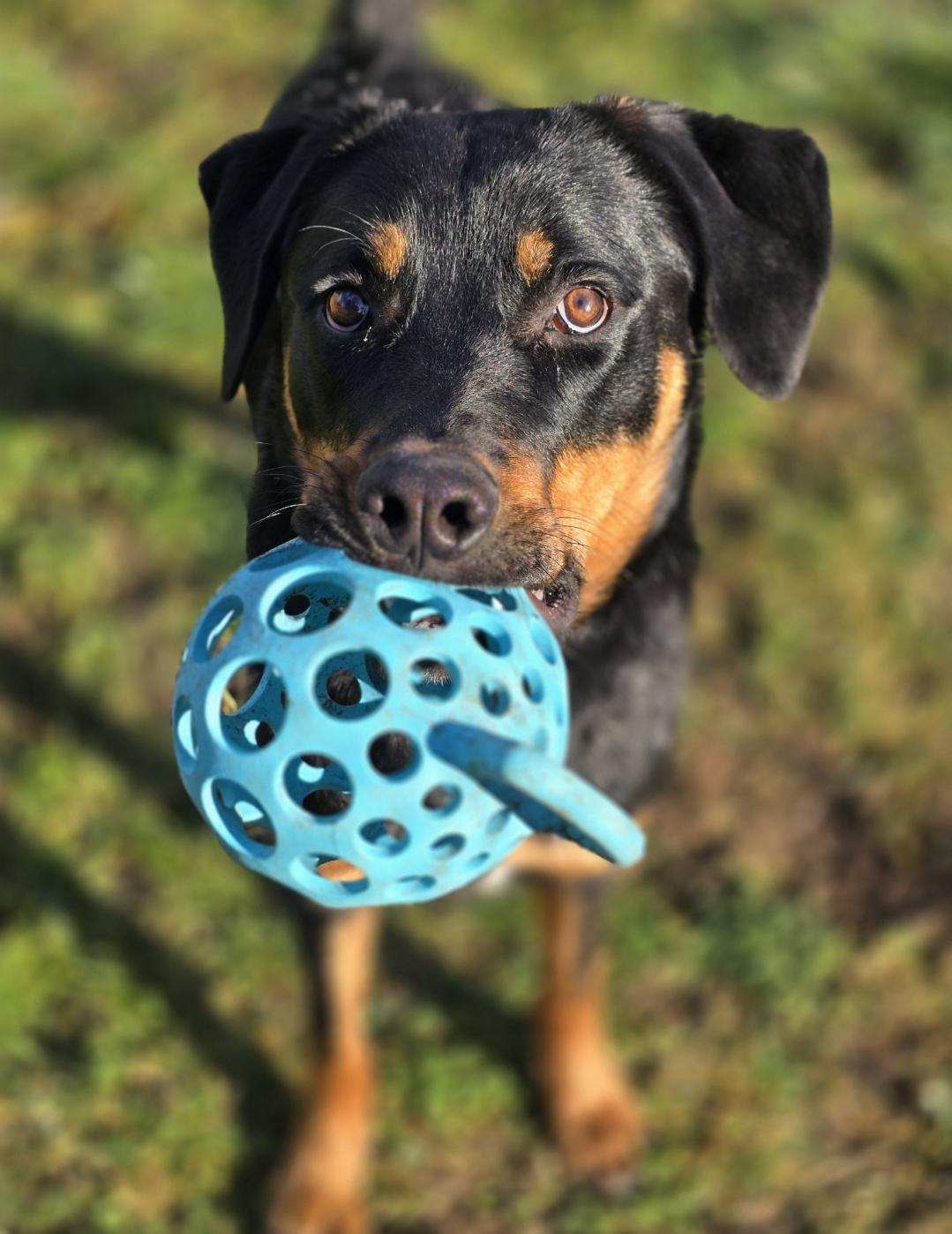 Enlarge Rouge, a Adoptable mixed breed in Buckley, WA image 5/5