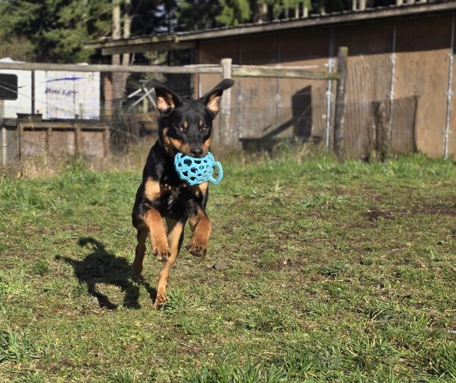 Enlarge Rouge, a Adoptable mixed breed in Buckley, WA image 3/5
