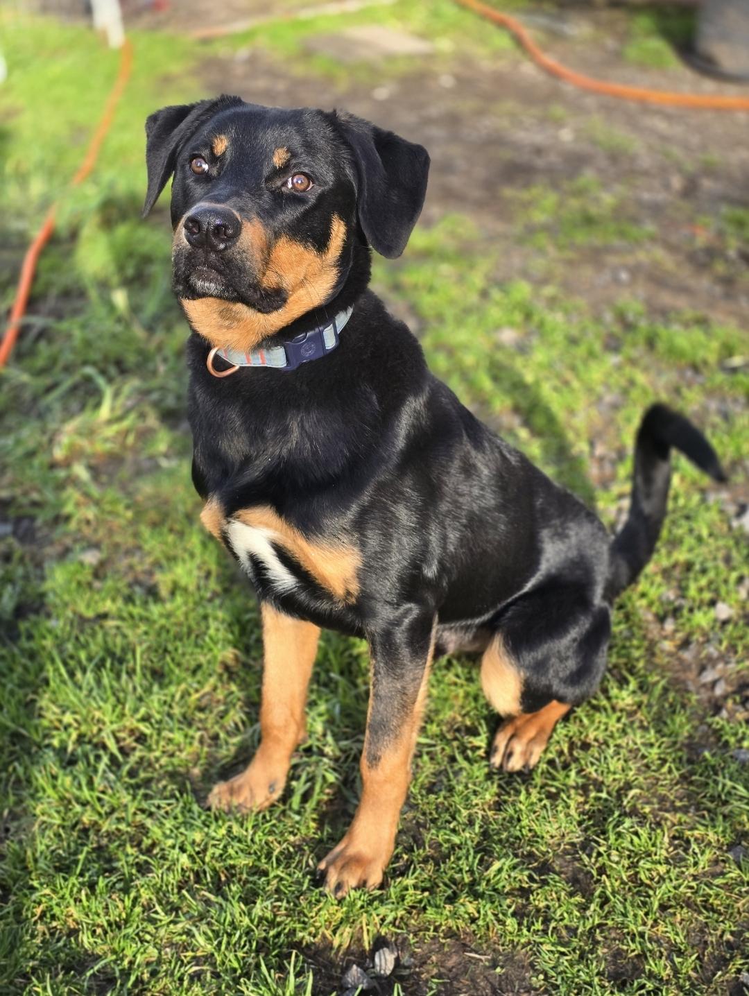 Enlarge Rouge, a Adoptable mixed breed in Buckley, WA image 4/5