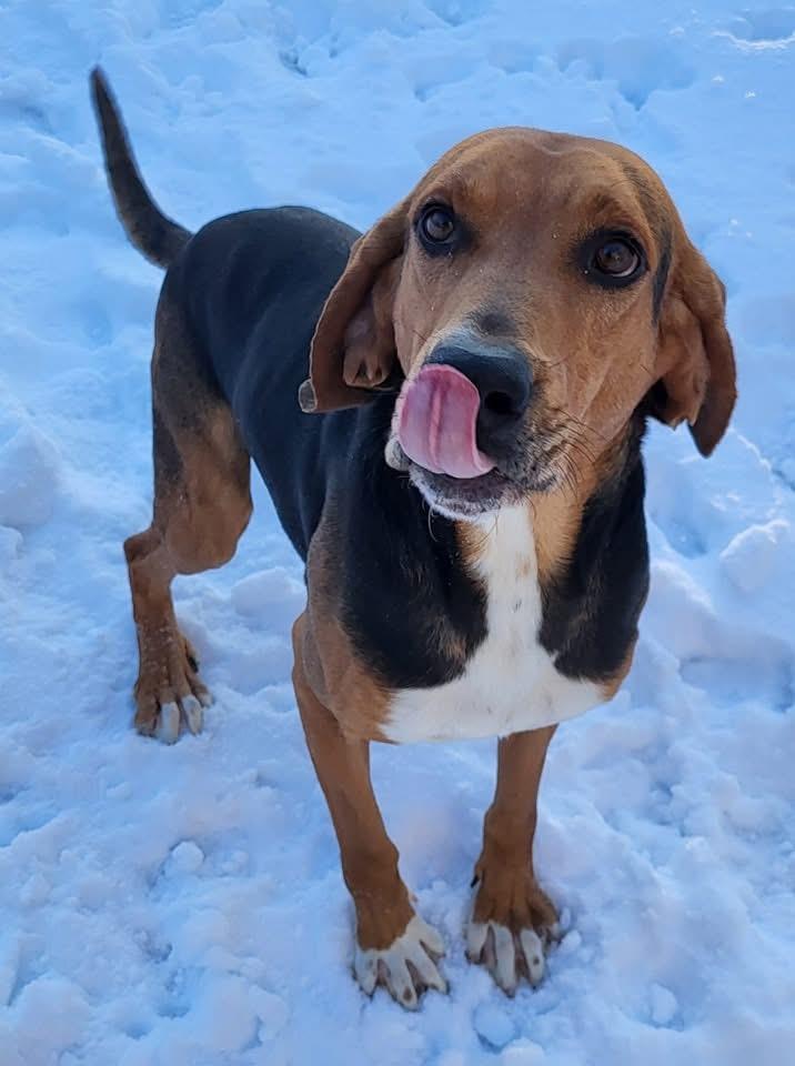 Andy, a Adopted Black and Tan Coonhound in Emporia, VA image 3/3