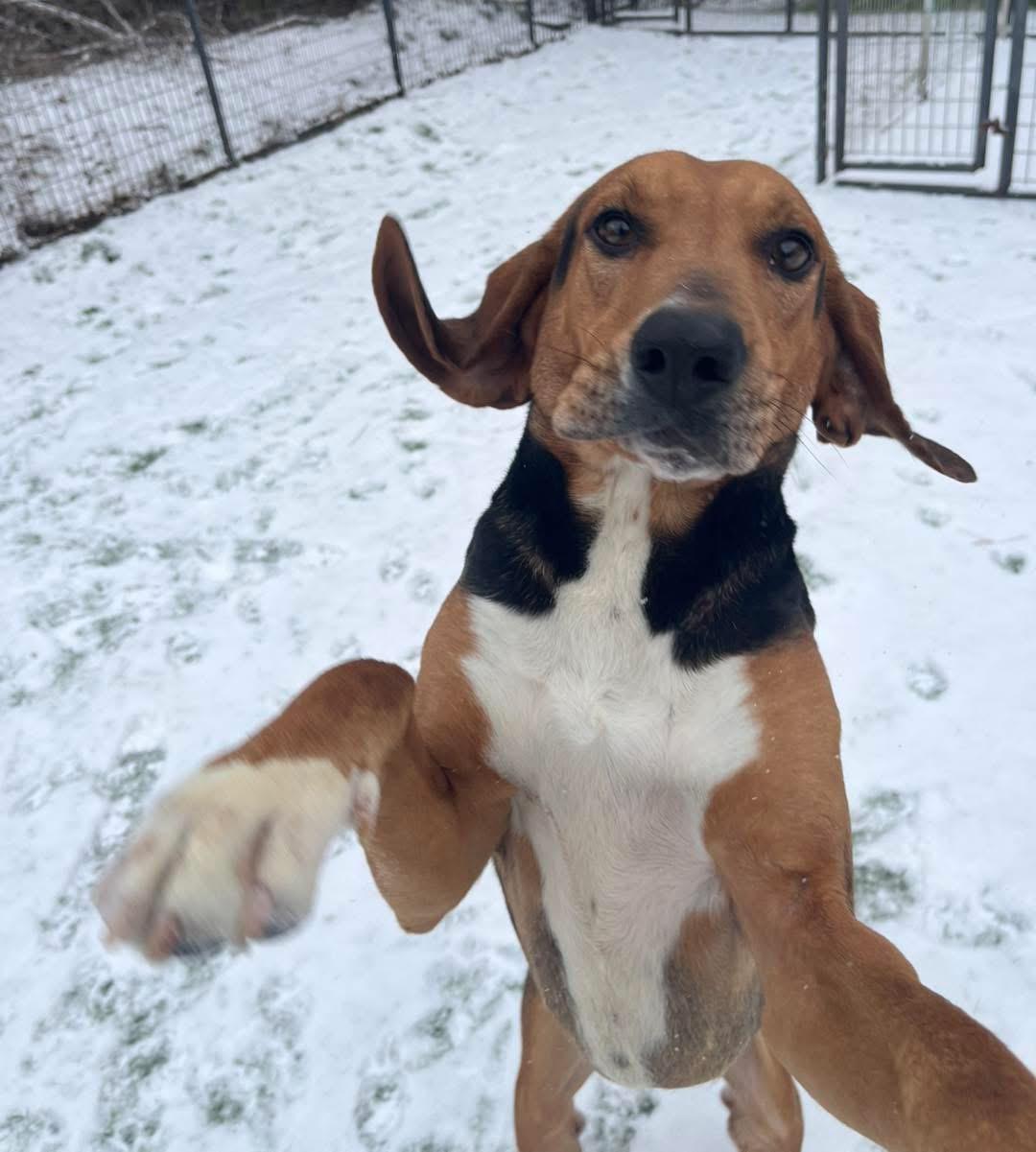 Andy, Adopted, Young Male Black and Tan Coonhound.