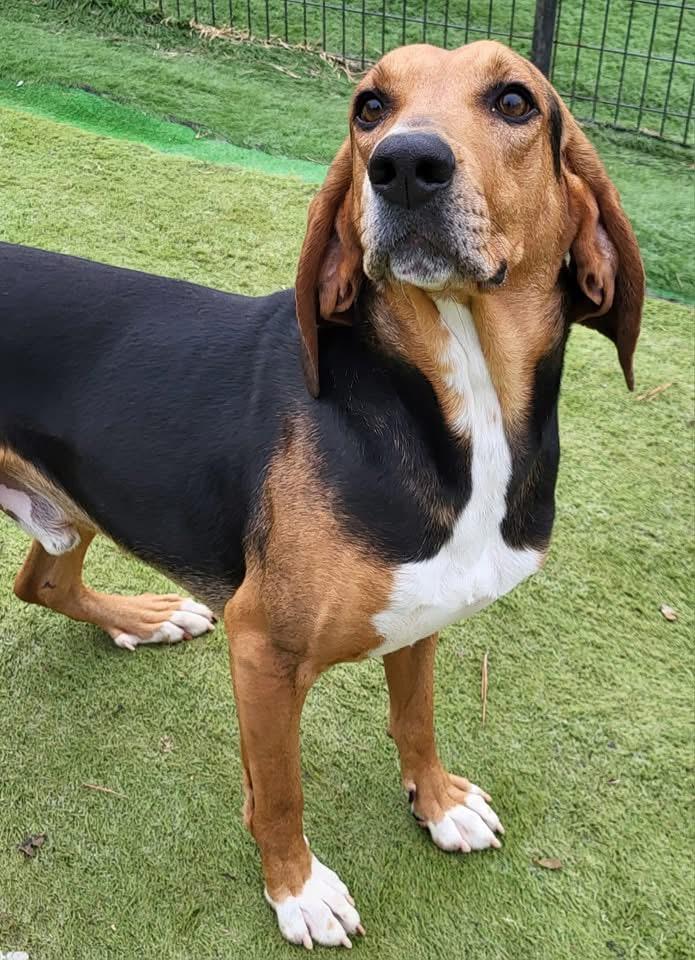 Andy, a Adopted Black and Tan Coonhound in Emporia, VA image 2/3