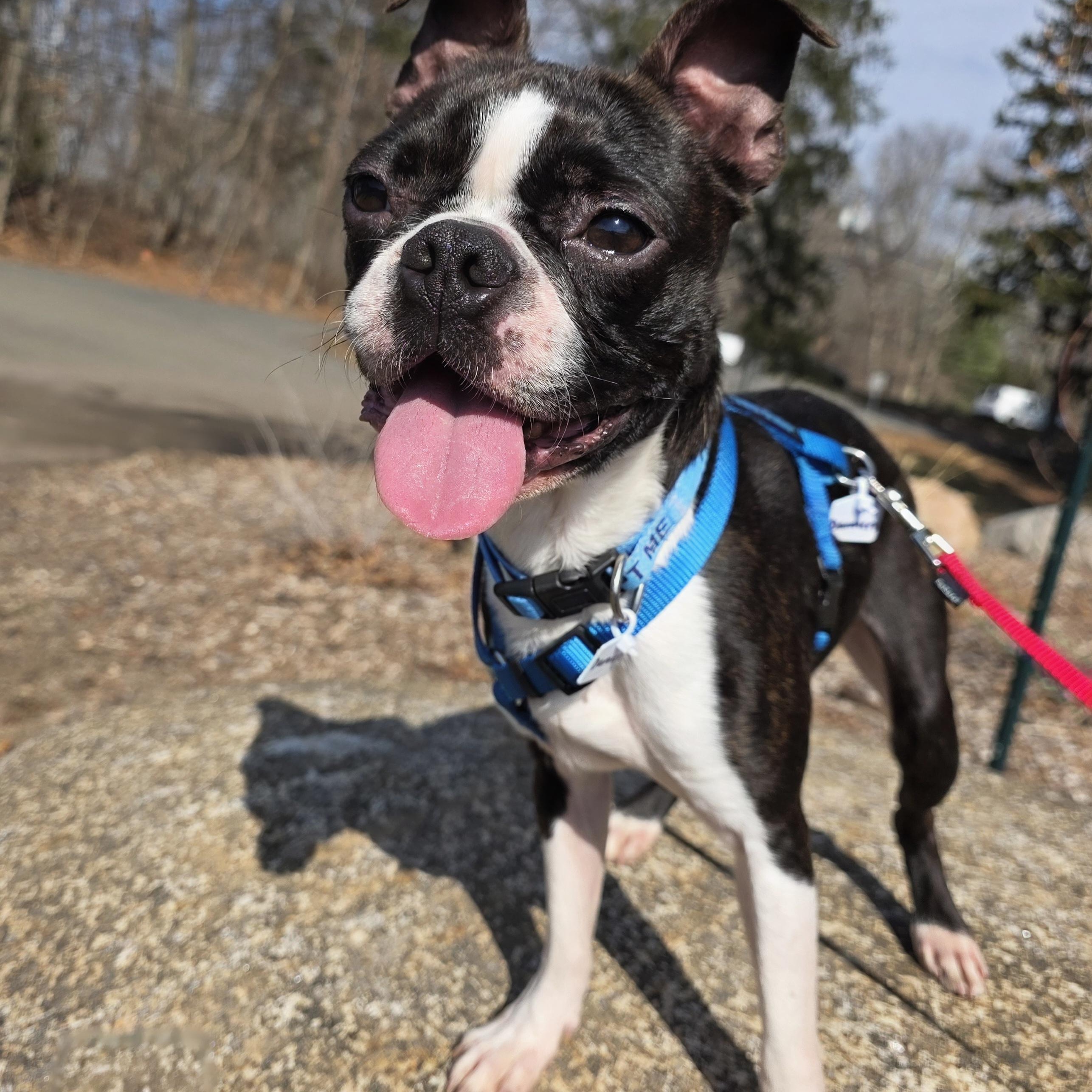 Damien , ADOPTABLE, Adult Male Boston Terrier.