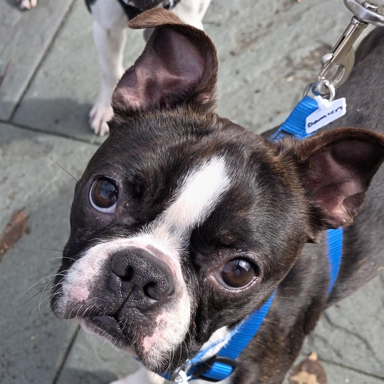 Enlarge Damien , a ADOPTABLE Boston Terrier in Wayne, NJ image 2/6