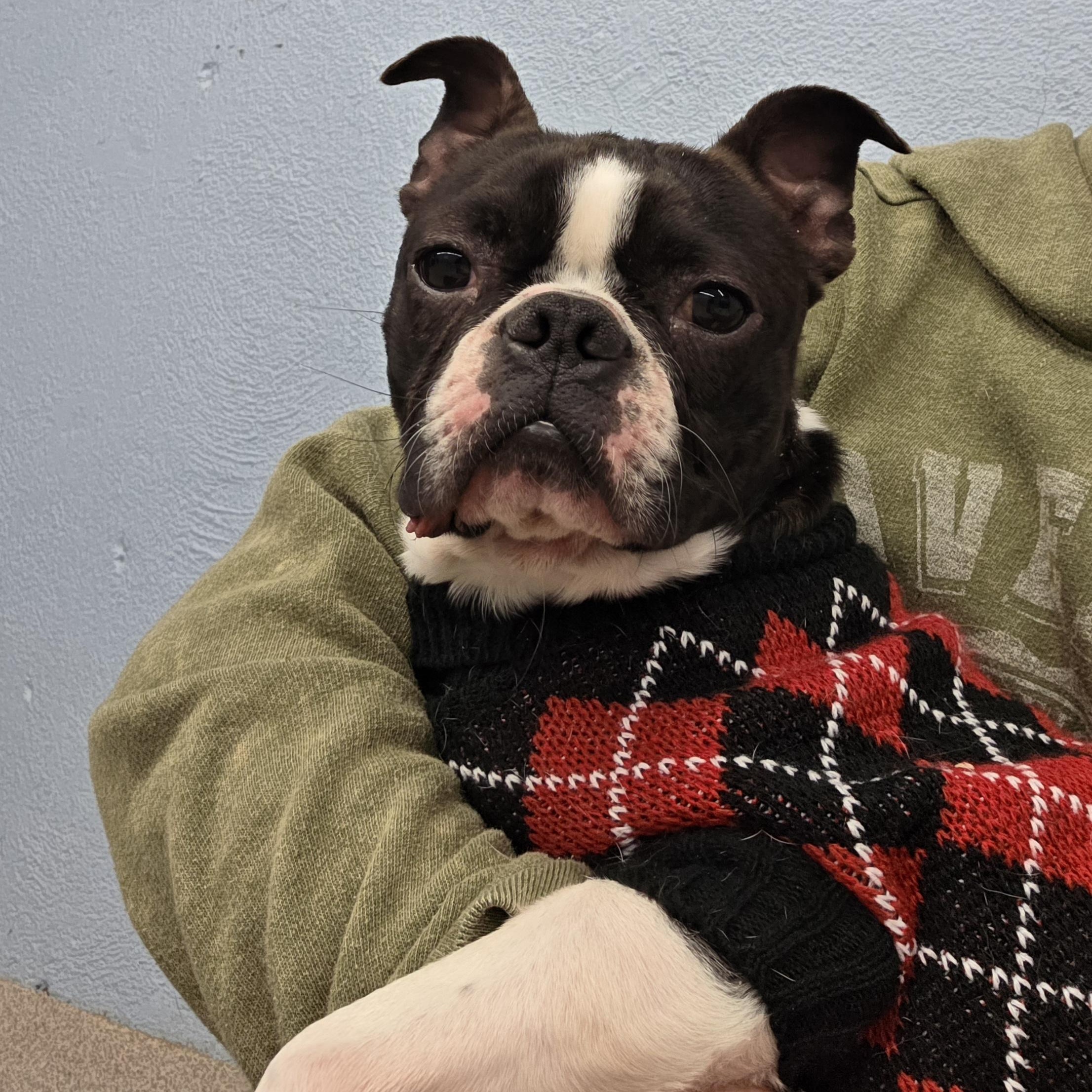 Enlarge Damien , a ADOPTABLE Boston Terrier in Wayne, NJ image 4/6