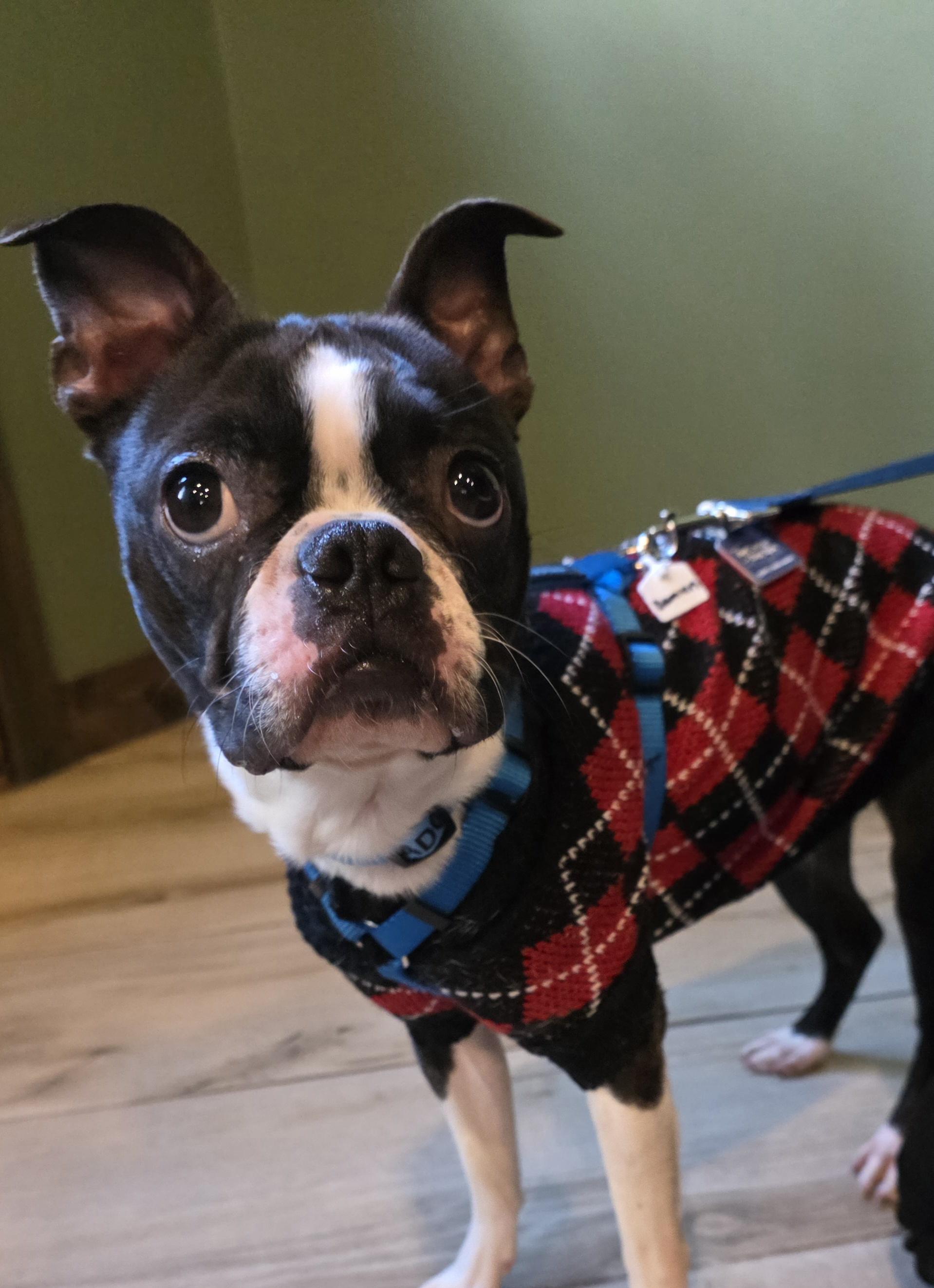 Enlarge Damien , a ADOPTABLE Boston Terrier in Wayne, NJ image 3/6