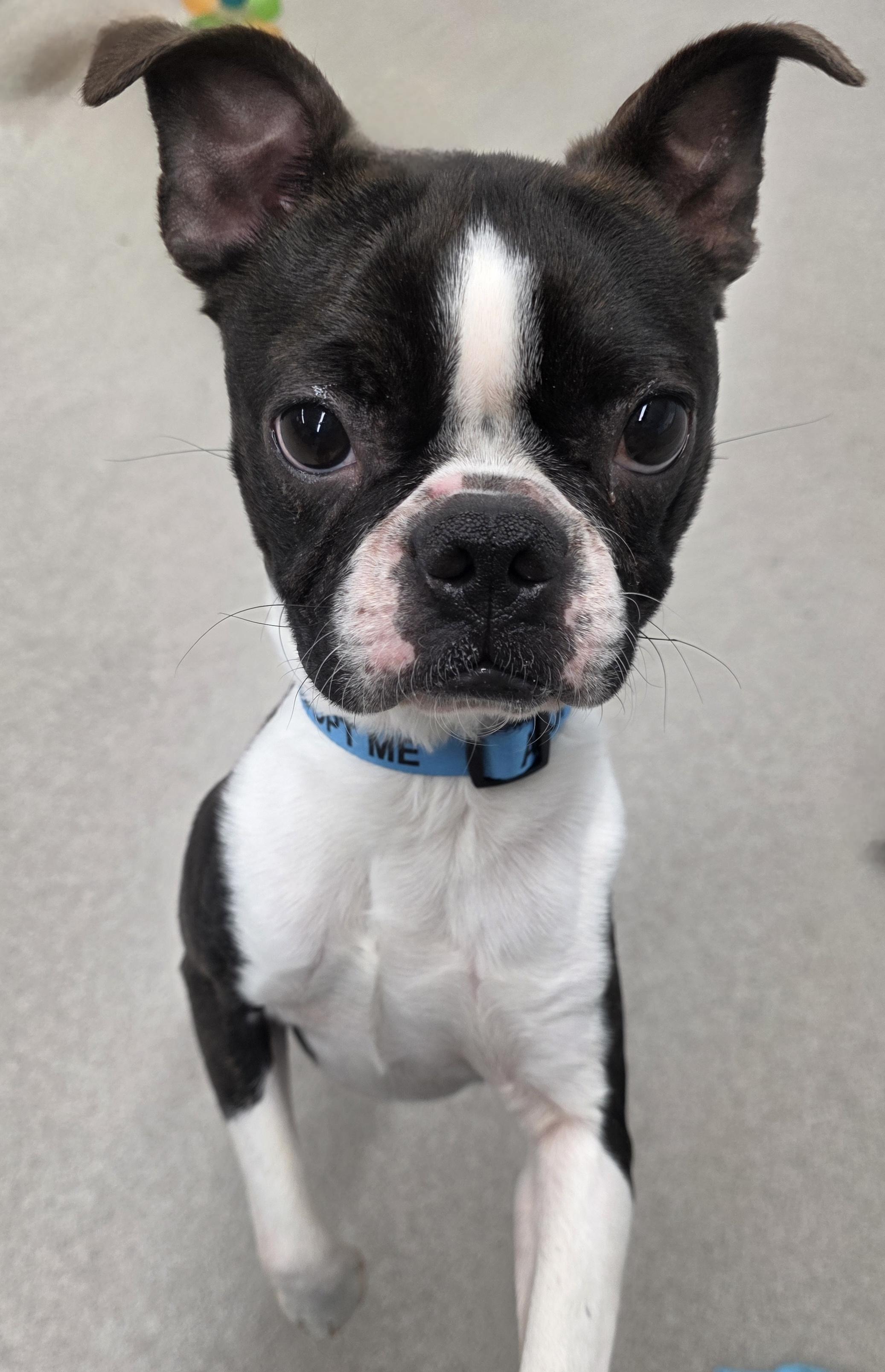 Enlarge Damien , a ADOPTABLE Boston Terrier in Wayne, NJ image 5/6