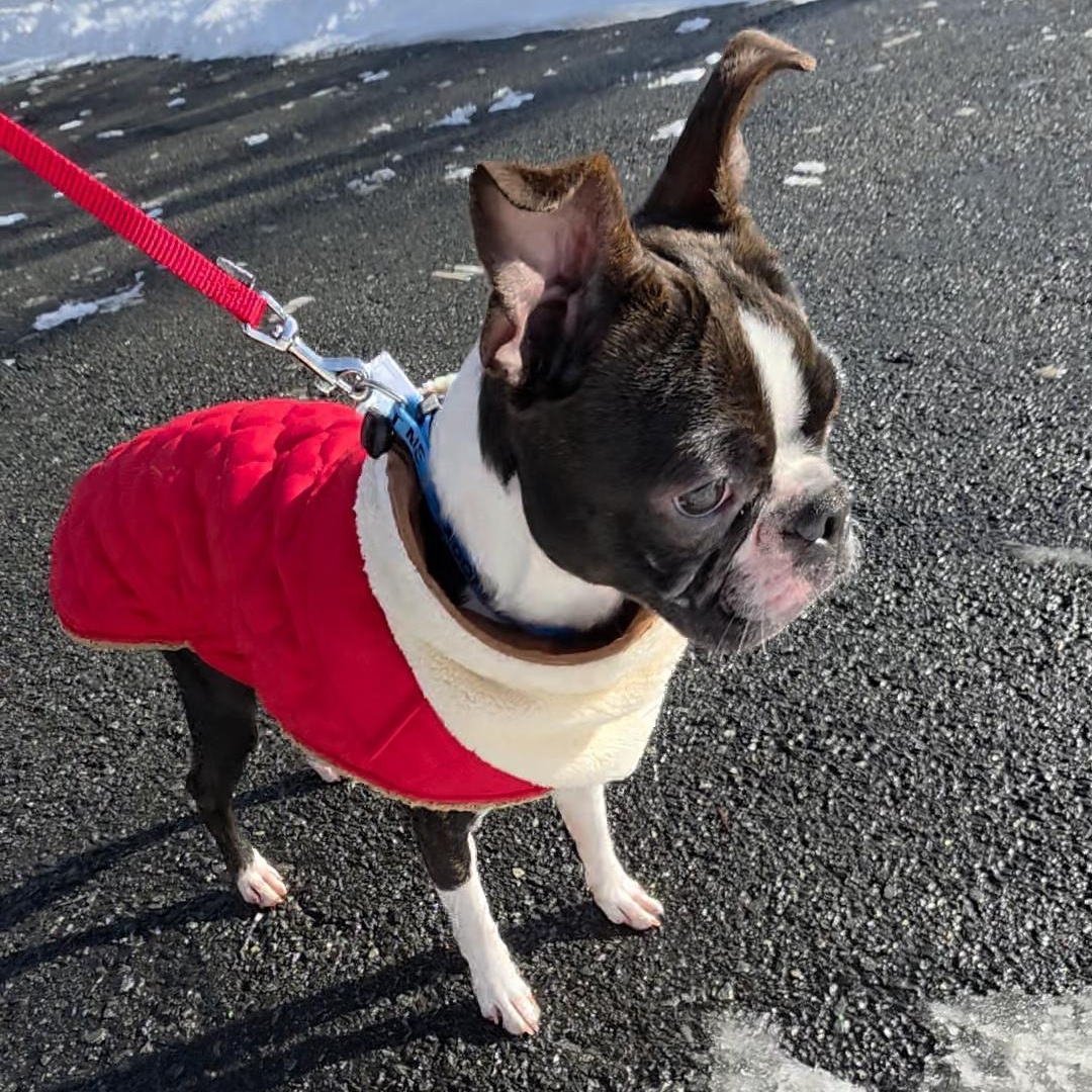 Enlarge Damien , a ADOPTABLE Boston Terrier in Wayne, NJ image 6/6