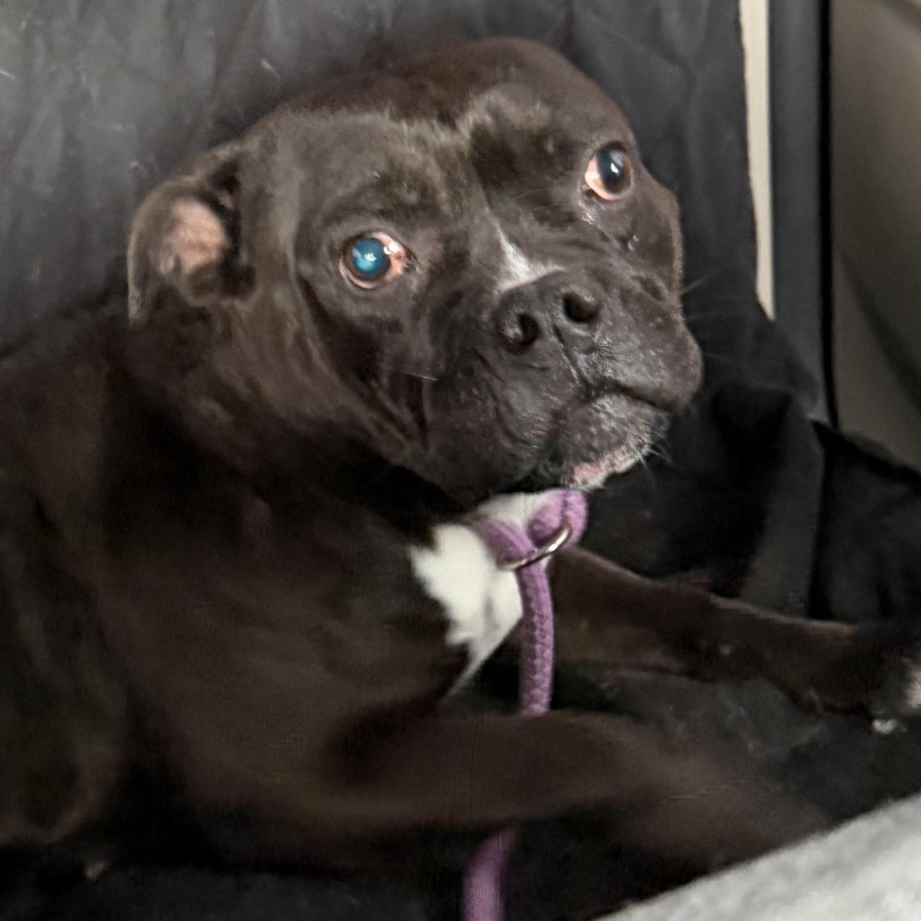 Drew, adopted, Adult Female Pit Bull Terrier.