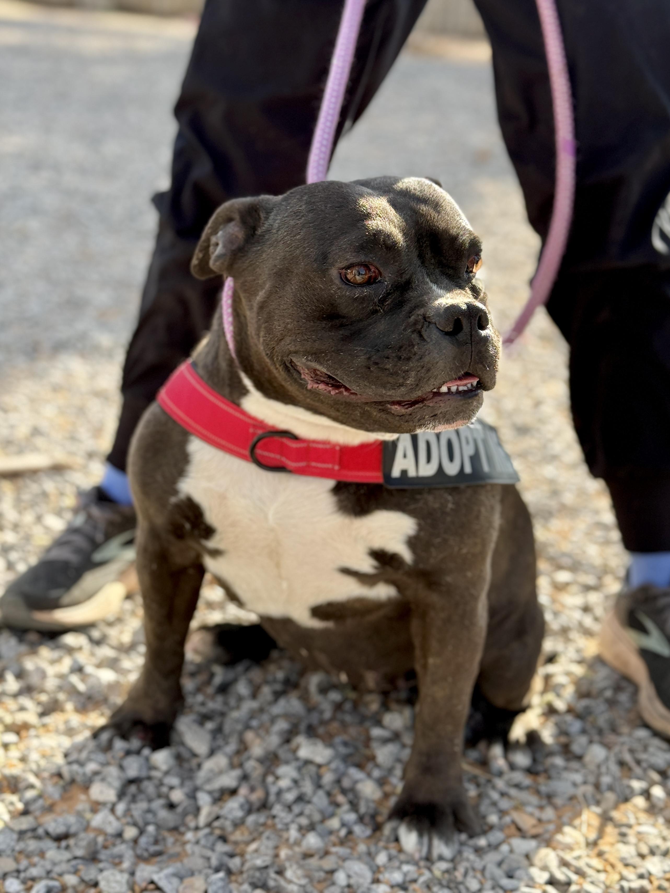 Drew, an adopted mixed breed in El Paso, TX image 2/6