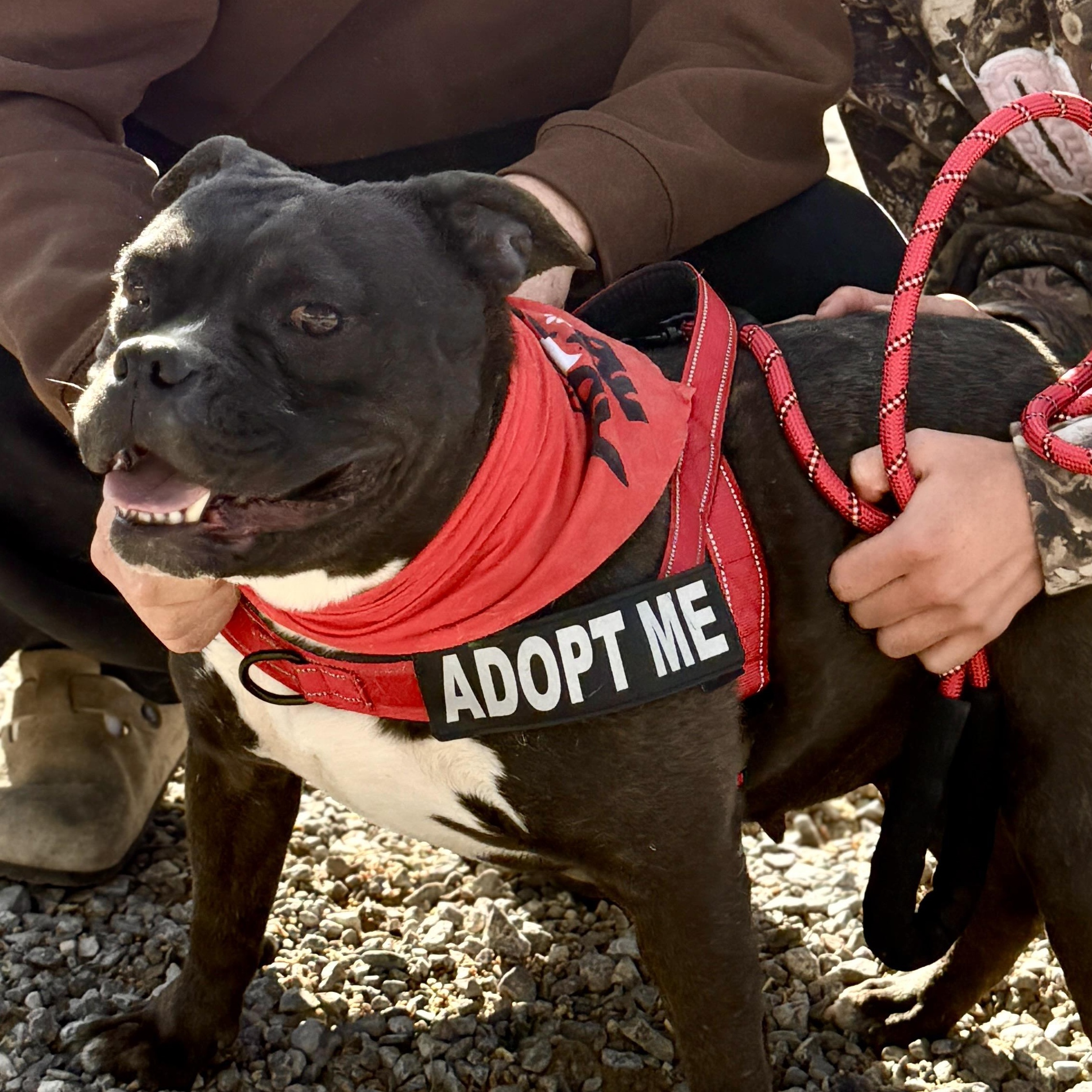 Drew, an adopted mixed breed in El Paso, TX image 6/6