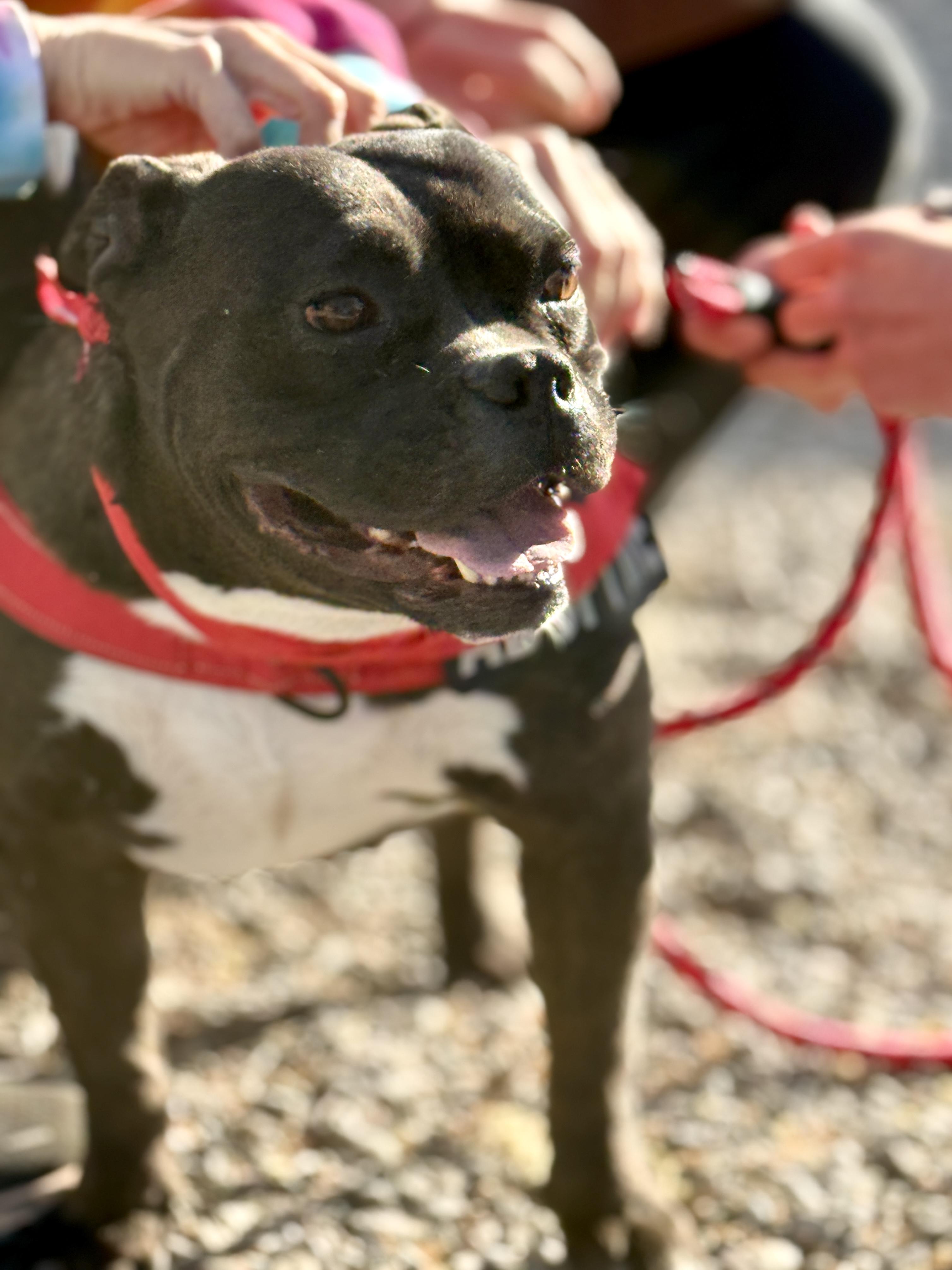 Drew, an adopted mixed breed in El Paso, TX image 3/6