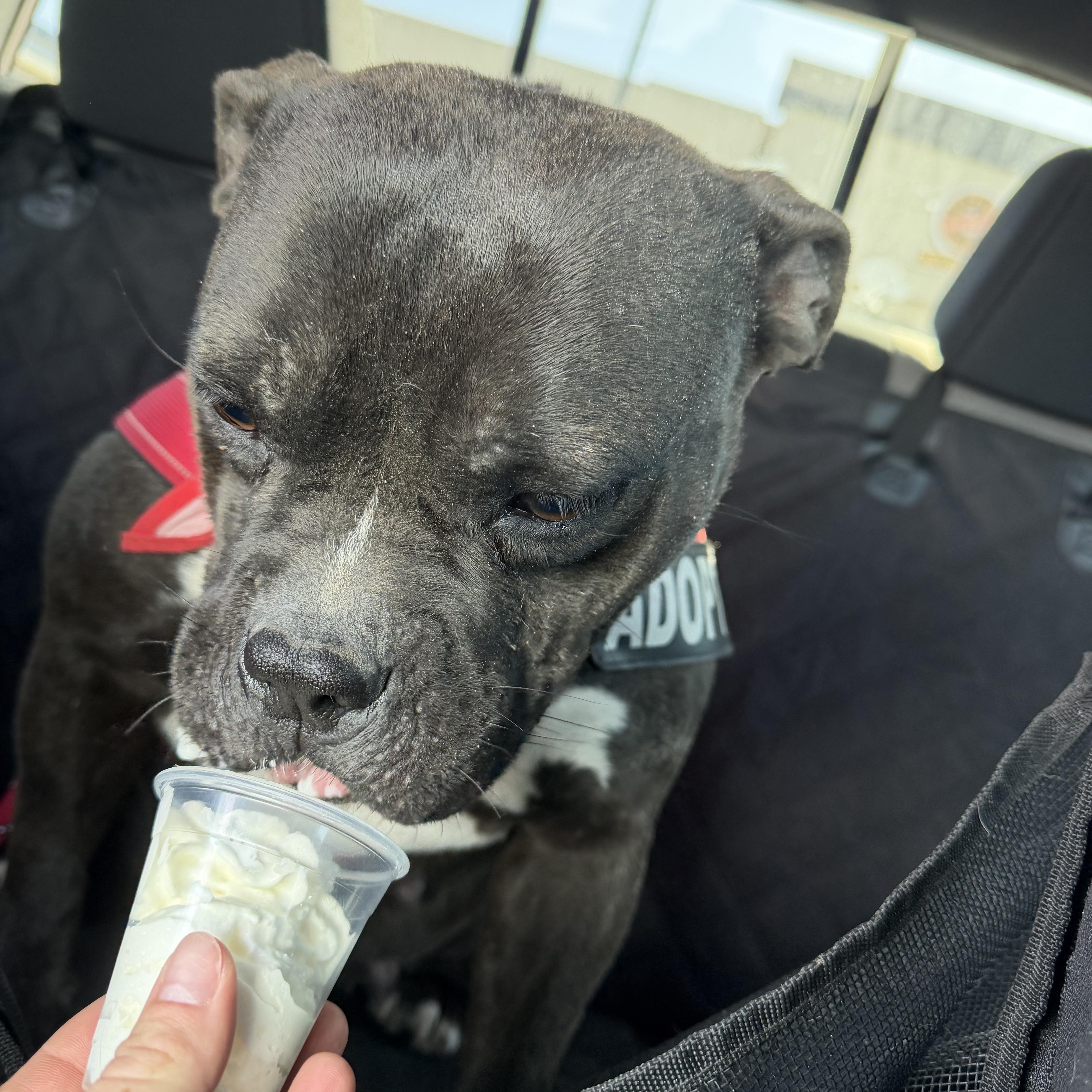 Drew, an adopted mixed breed in El Paso, TX image 5/6