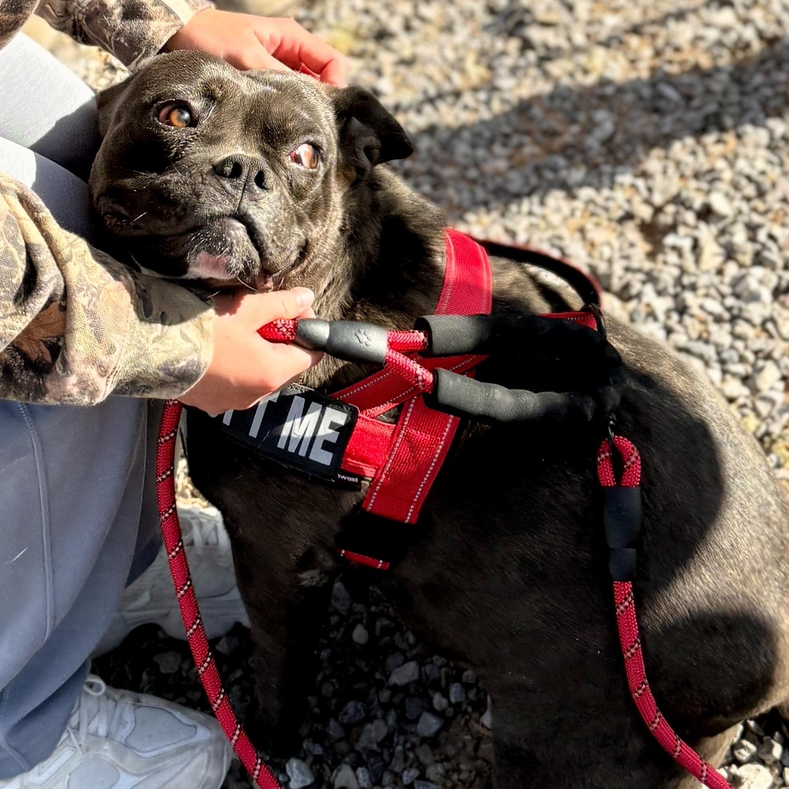 Drew, an adopted mixed breed in El Paso, TX image 4/6