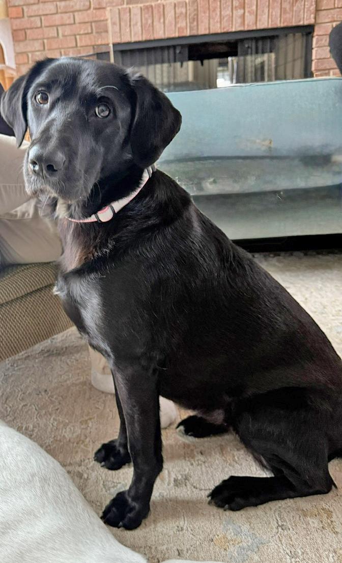 Enlarge Fiona (aka FiFi), a ADOPTABLE Black Labrador Retriever in Mount Prospect, IL image 1/5