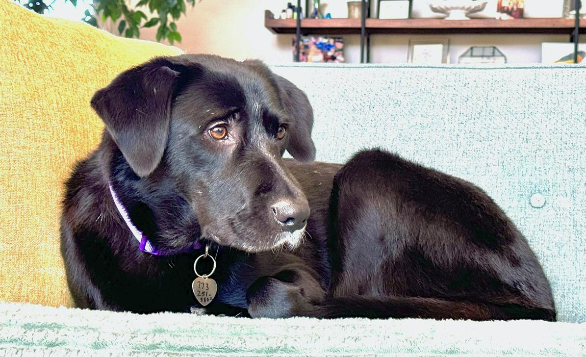 Enlarge Fiona (aka FiFi), a ADOPTABLE Black Labrador Retriever in Mount Prospect, IL image 5/5