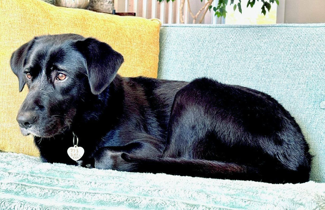 Enlarge Fiona (aka FiFi), a ADOPTABLE Black Labrador Retriever in Mount Prospect, IL image 2/5