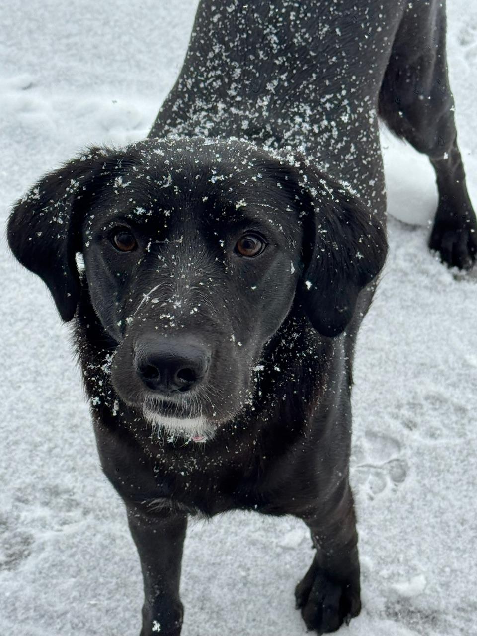 Enlarge Fiona (aka FiFi), a ADOPTABLE Black Labrador Retriever in Mount Prospect, IL image 4/5