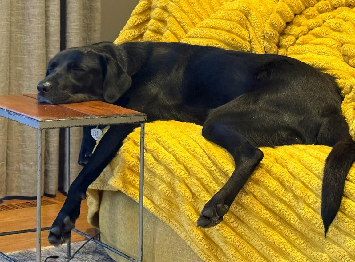 Enlarge Fiona (aka FiFi), a ADOPTABLE Black Labrador Retriever in Mount Prospect, IL image 3/5