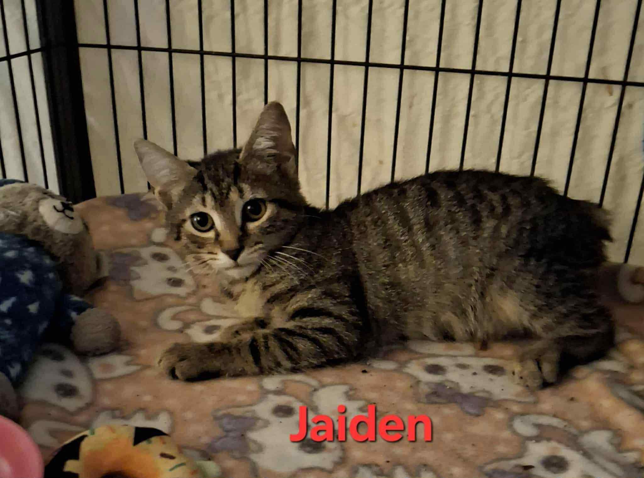 Enlarge Jaiden, a Adoptable Domestic Short Hair in Mount Airy, NC image 1/1