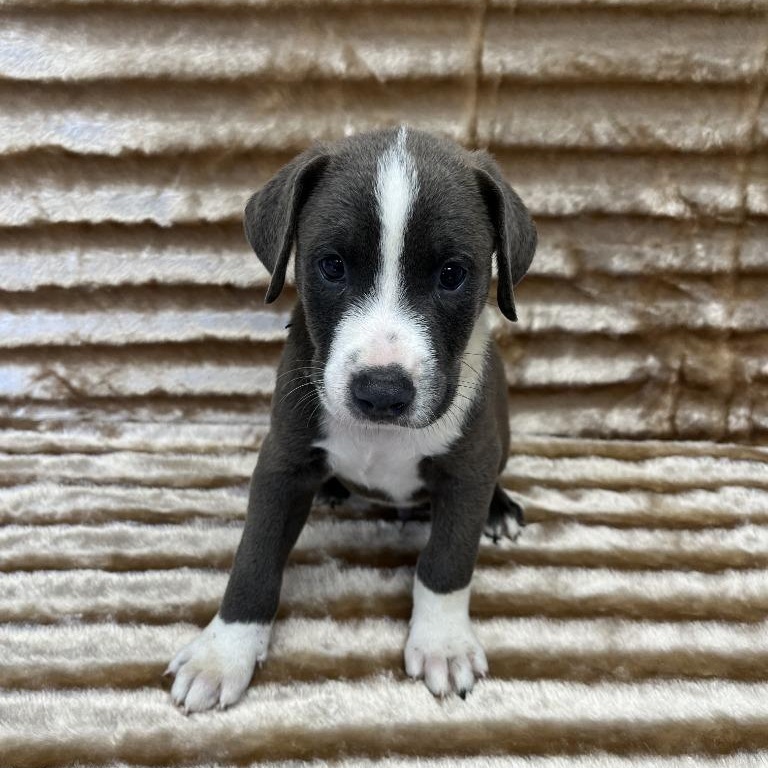 Enlarge Eli, an adopted mixed breed in Benld, IL image 1/1