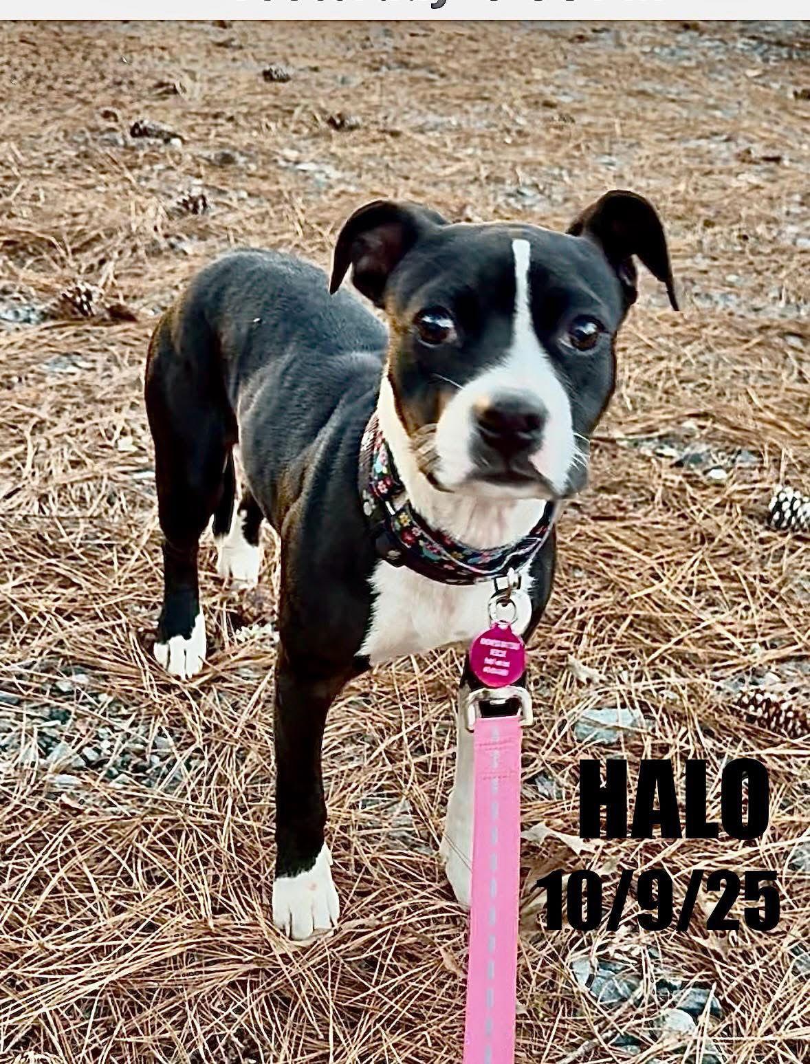 Enlarge Halo, a Adoptable mixed breed in Berlin, MD image 1/3