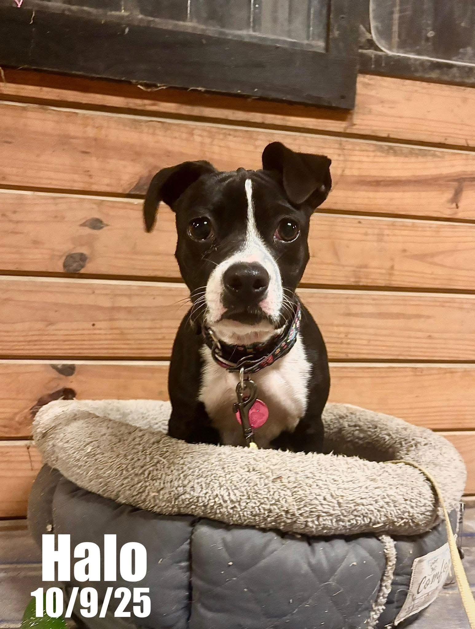 Enlarge Halo, a Adoptable mixed breed in Berlin, MD image 2/3