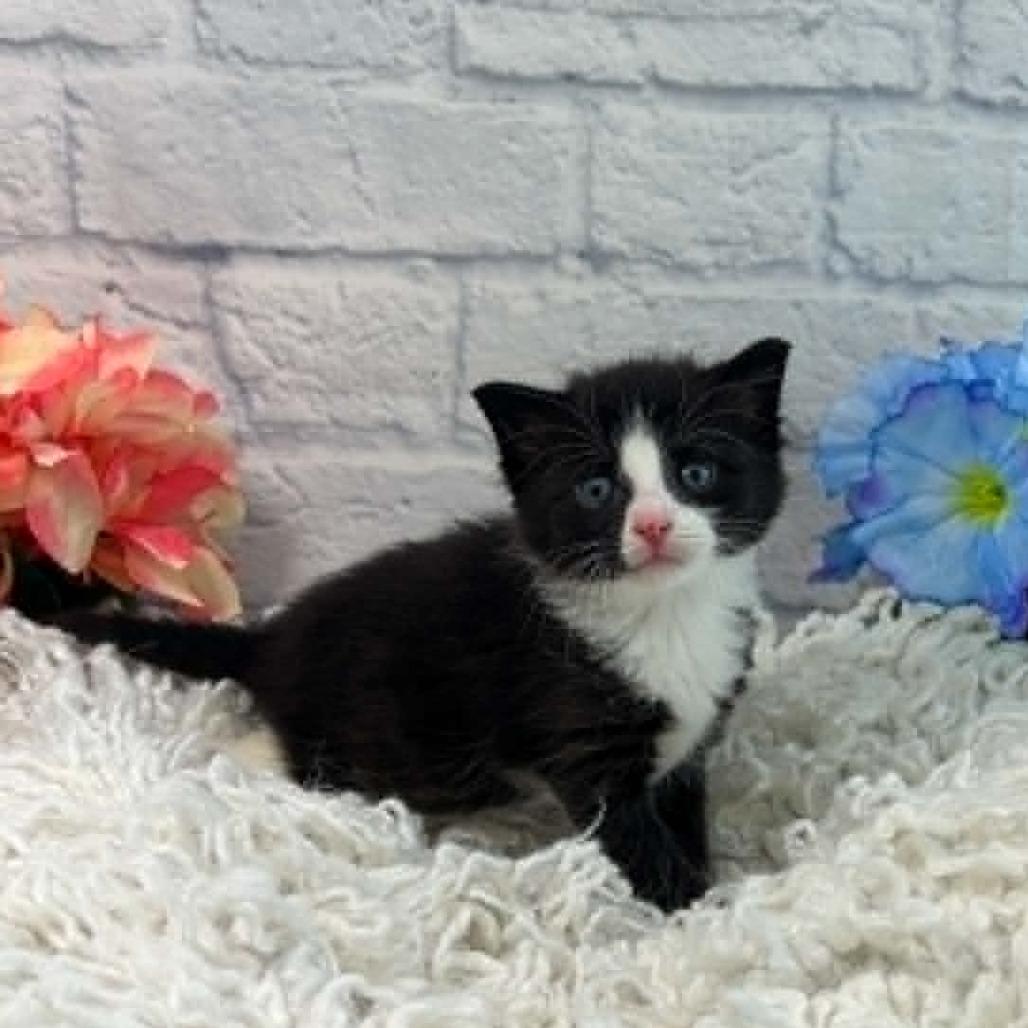 Opie, Adoptable, Kitten Male Domestic Short Hair.