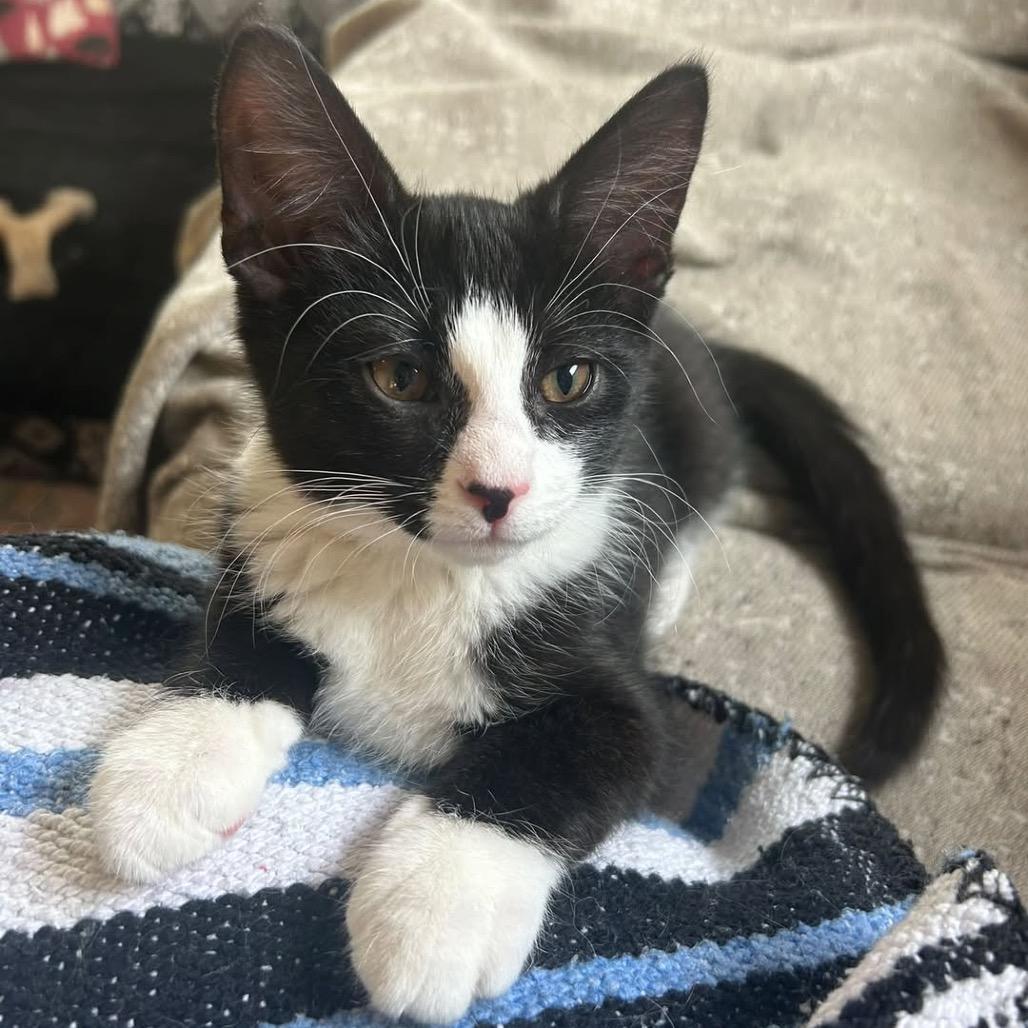 Enlarge Opie, a Adoptable Domestic Short Hair in Harrisonburg, VA image 2/6
