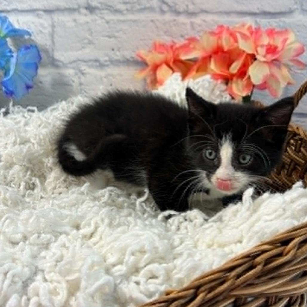 Enlarge Opie, a Adoptable Domestic Short Hair in Harrisonburg, VA image 3/6