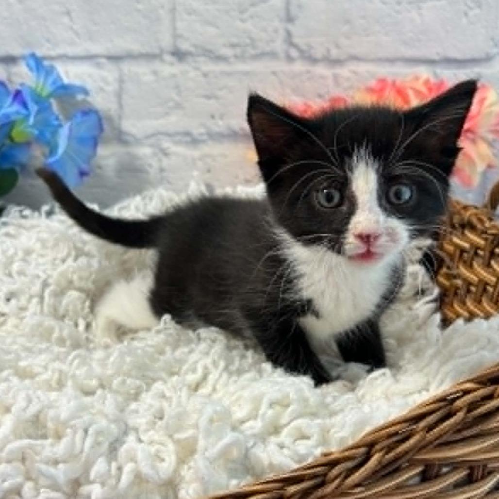 Enlarge Opie, a Adoptable Domestic Short Hair in Harrisonburg, VA image 4/6