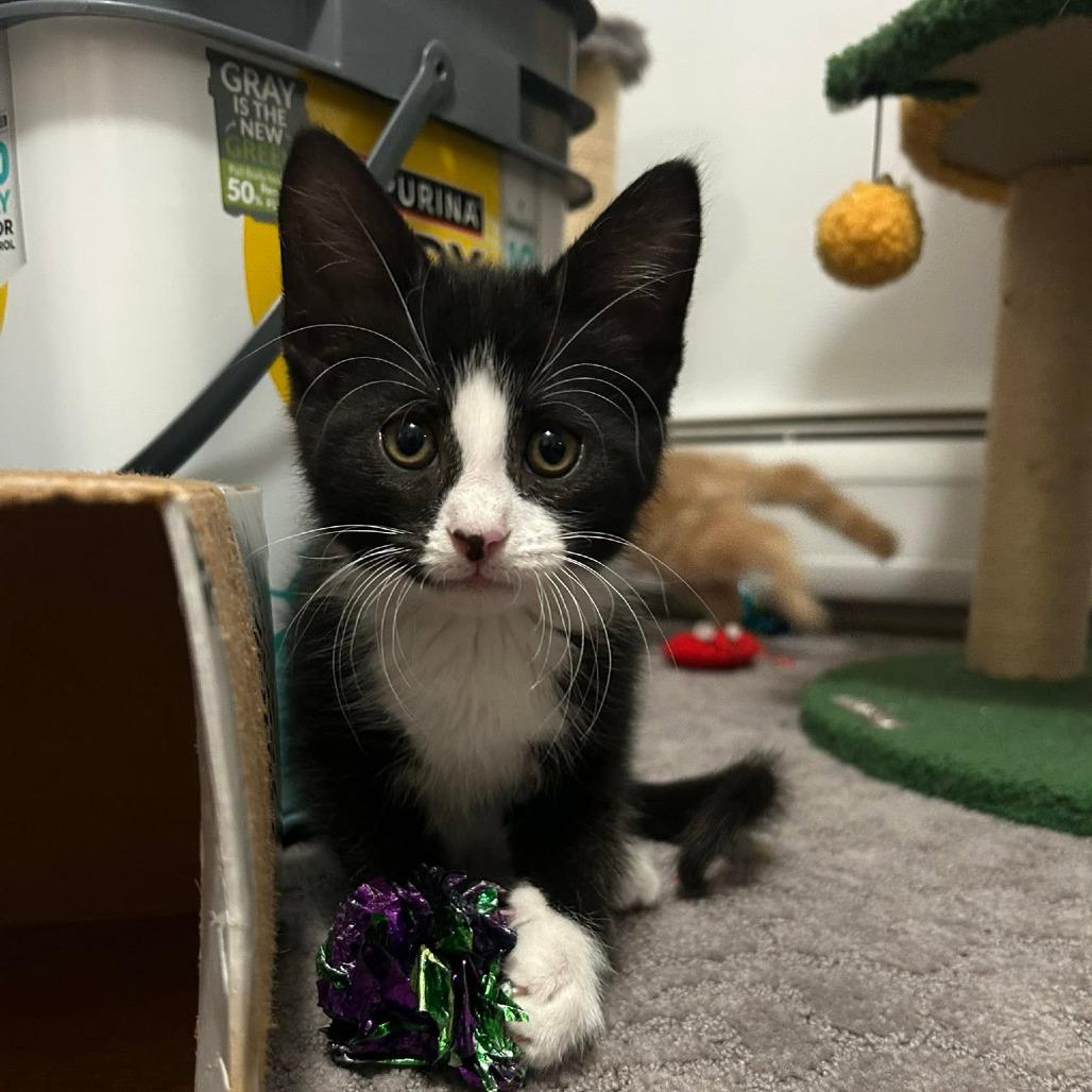 Enlarge Opie, a Adoptable Domestic Short Hair in Harrisonburg, VA image 5/6