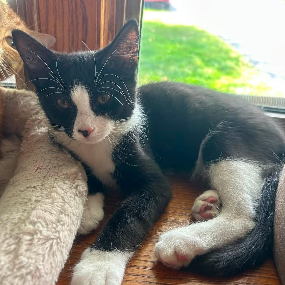 Enlarge Opie, a Adoptable Domestic Short Hair in Harrisonburg, VA image 4/6