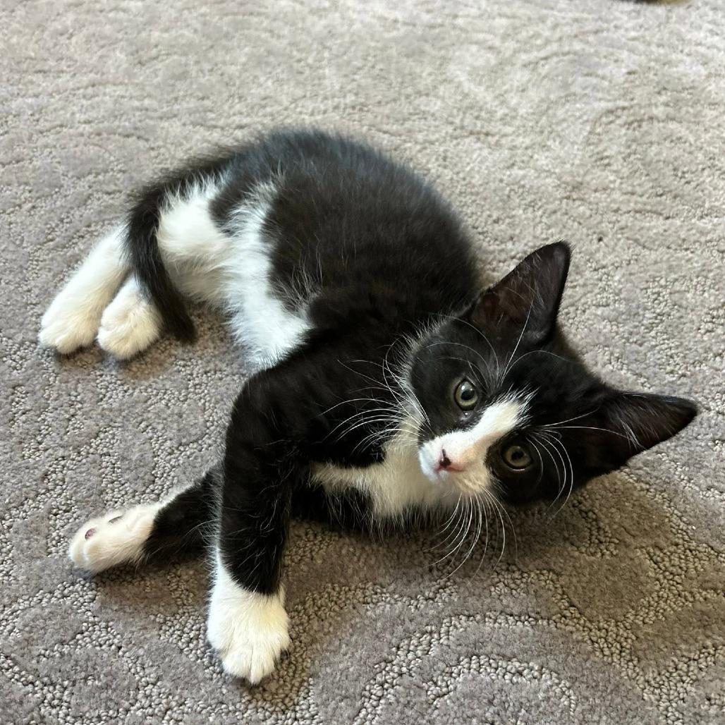 Enlarge Opie, a Adoptable Domestic Short Hair in Harrisonburg, VA image 5/6