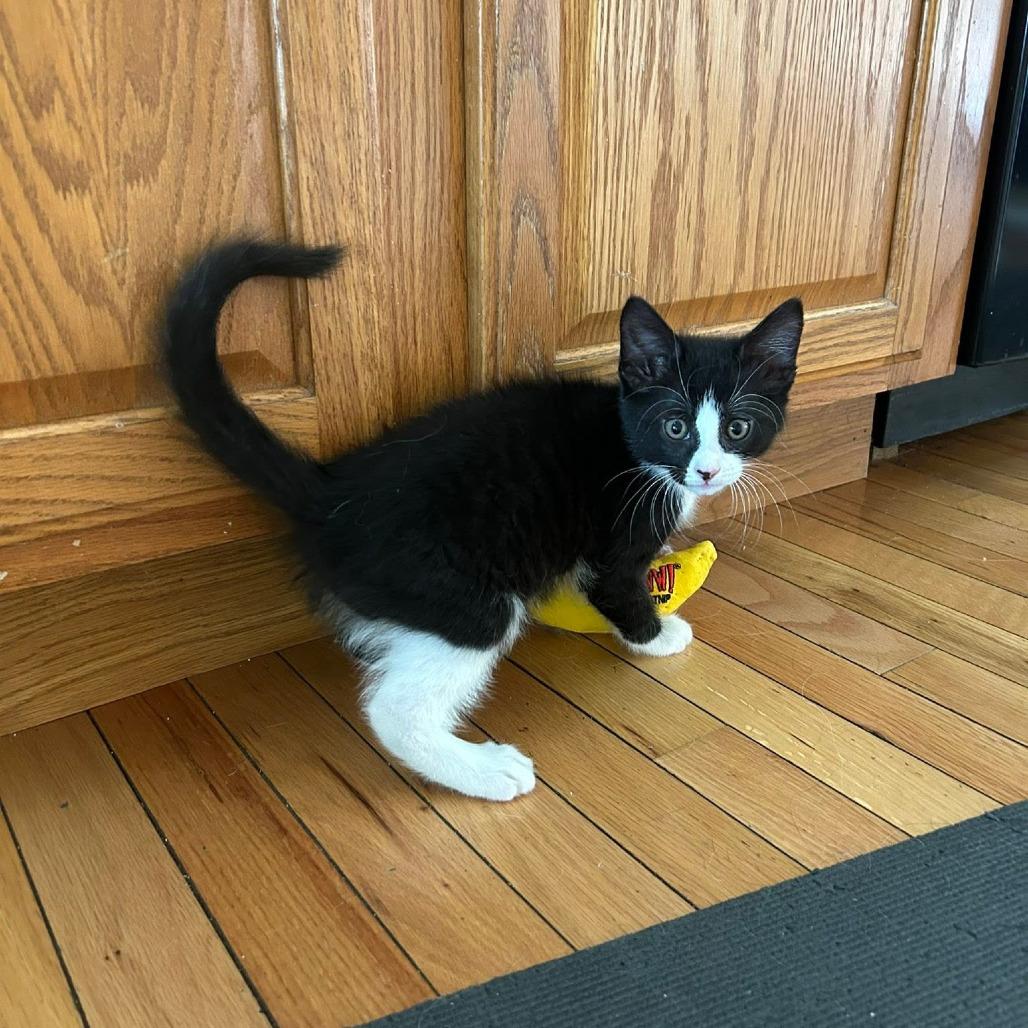Enlarge Opie, a Adoptable Domestic Short Hair in Harrisonburg, VA image 6/6