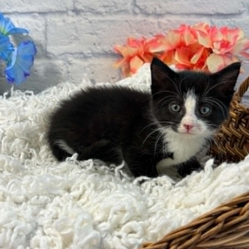 Enlarge Opie, a Adoptable Domestic Short Hair in Harrisonburg, VA image 6/6