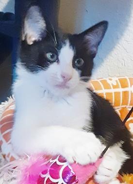 Rowin J, Adoptable, Kitten Male Domestic Short Hair.