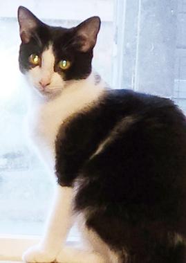 Enlarge Rowin J, a Adoptable Domestic Short Hair in Fair Oaks, CA image 1/2