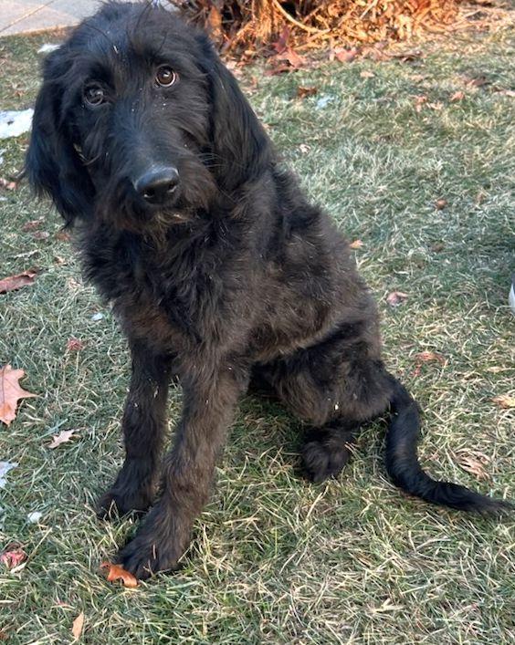Enlarge CRICKET (ohiosdrescue@gmail.com), a ADOPTABLE Labradoodle in Elyria, OH image 2/2