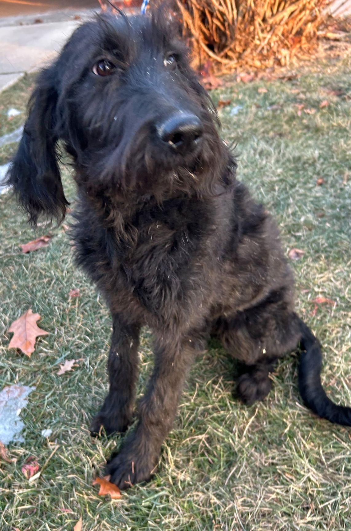 Enlarge CRICKET (ohiosdrescue@gmail.com), a ADOPTABLE Labradoodle in Elyria, OH image 1/2
