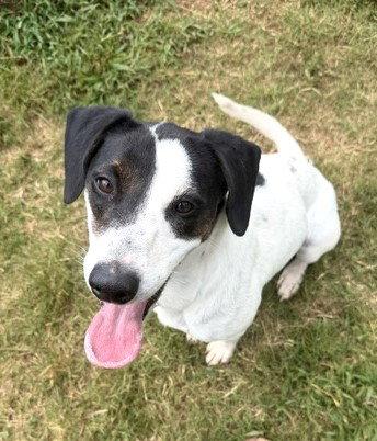 Birdie, a Adoptable Hound in Carrollton, GA image 1/3