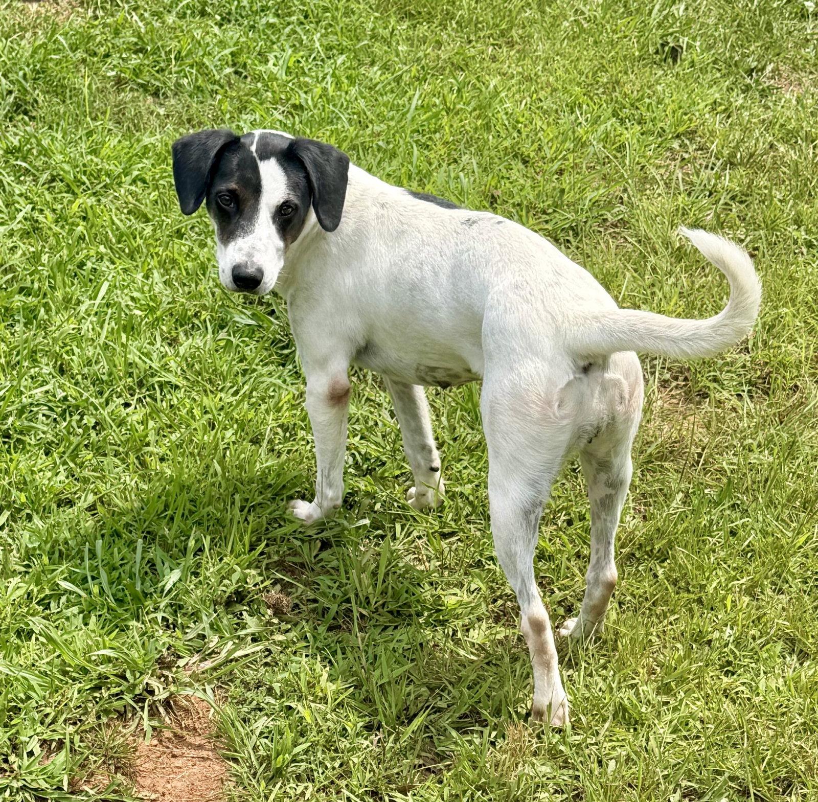 Birdie, a Adoptable Hound in Carrollton, GA image 2/3