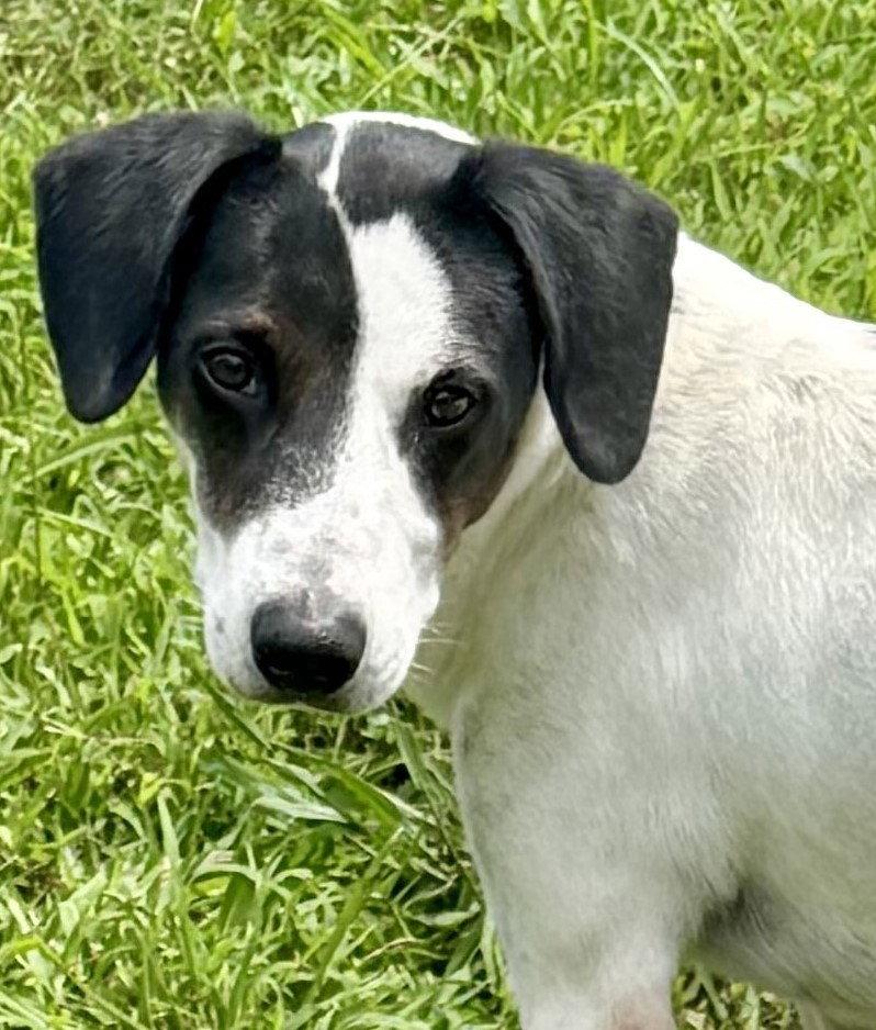 Birdie, a Adoptable Hound in Carrollton, GA image 3/3