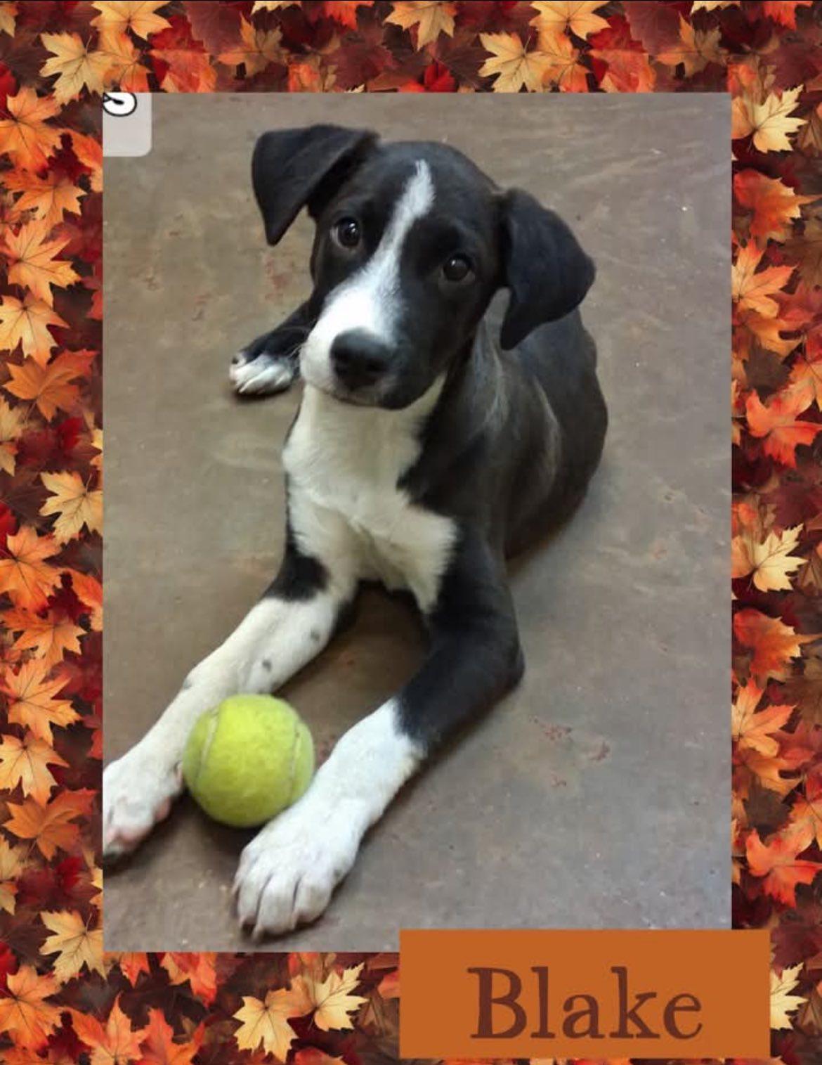 Blake, Adoptable, Puppy Male Labrador Retriever.