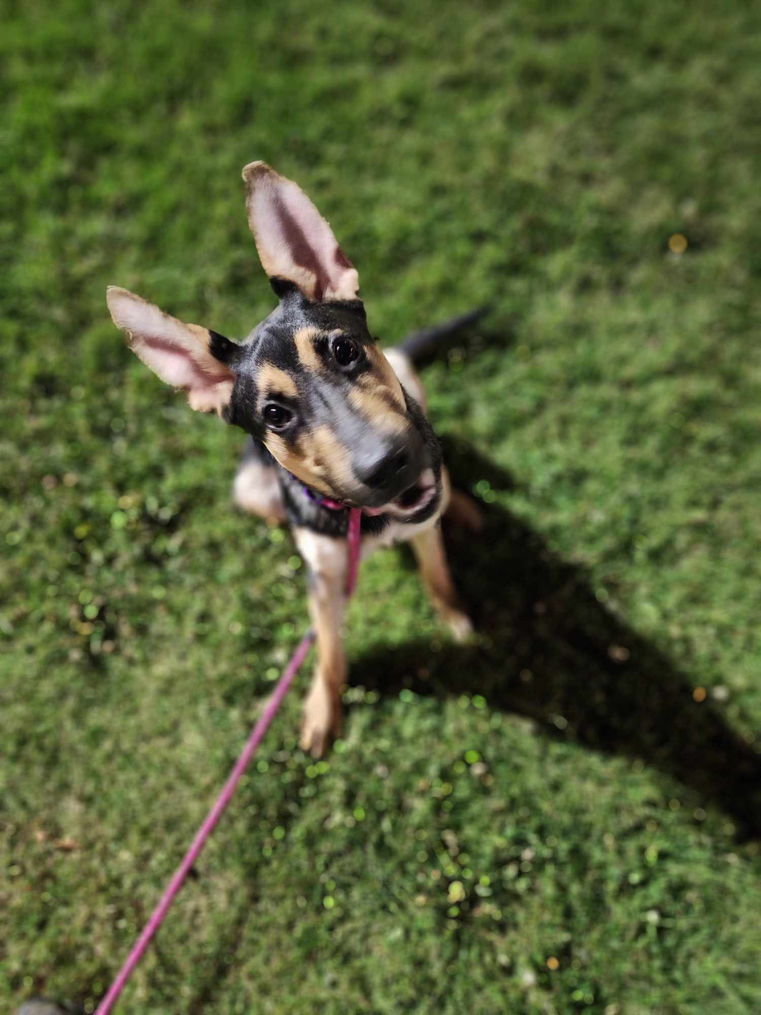 Enlarge Marlo, a Adopted mixed breed in Irwin, PA image 1/3