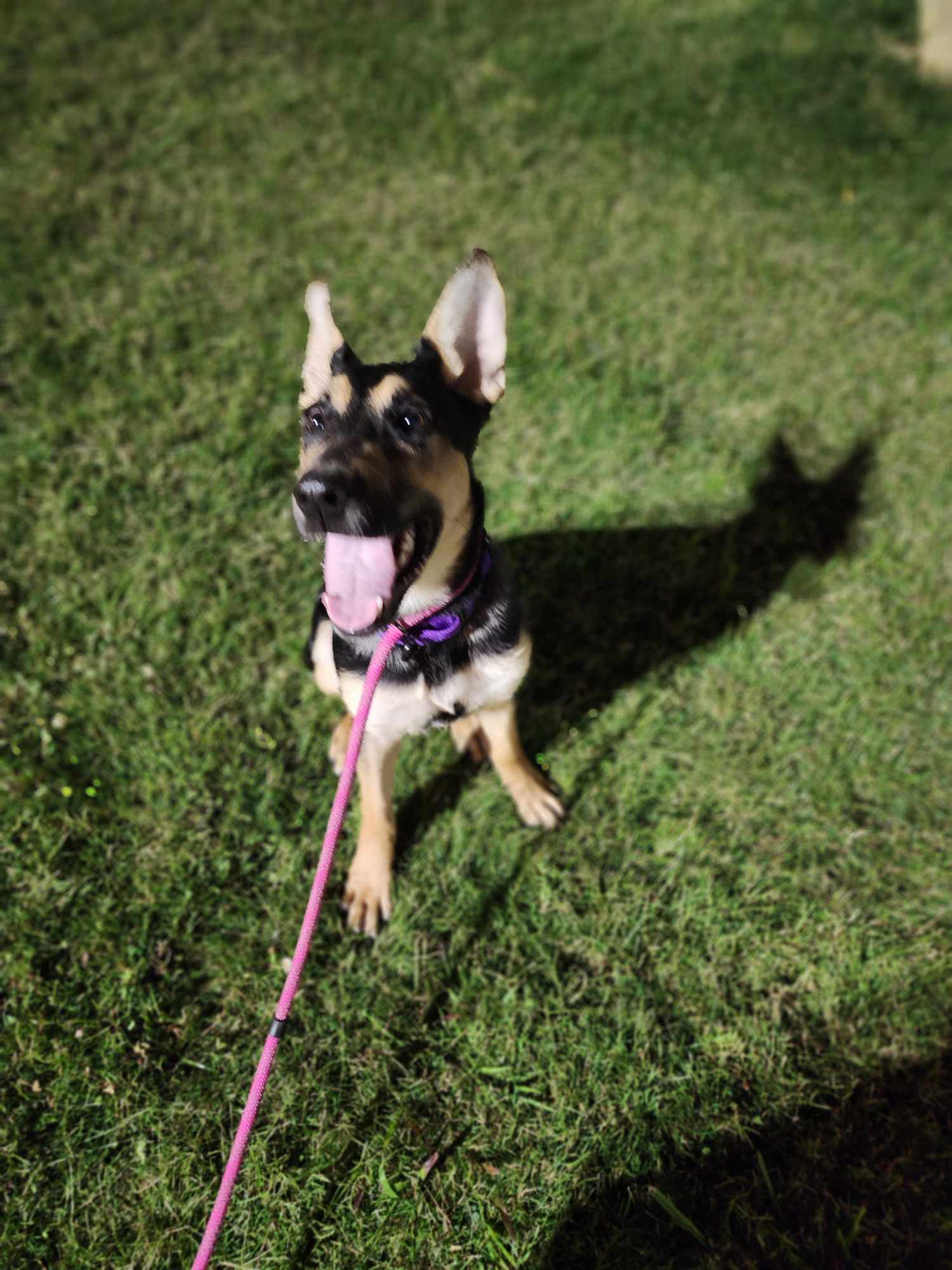 Enlarge Marlo, a Adopted mixed breed in Irwin, PA image 2/3