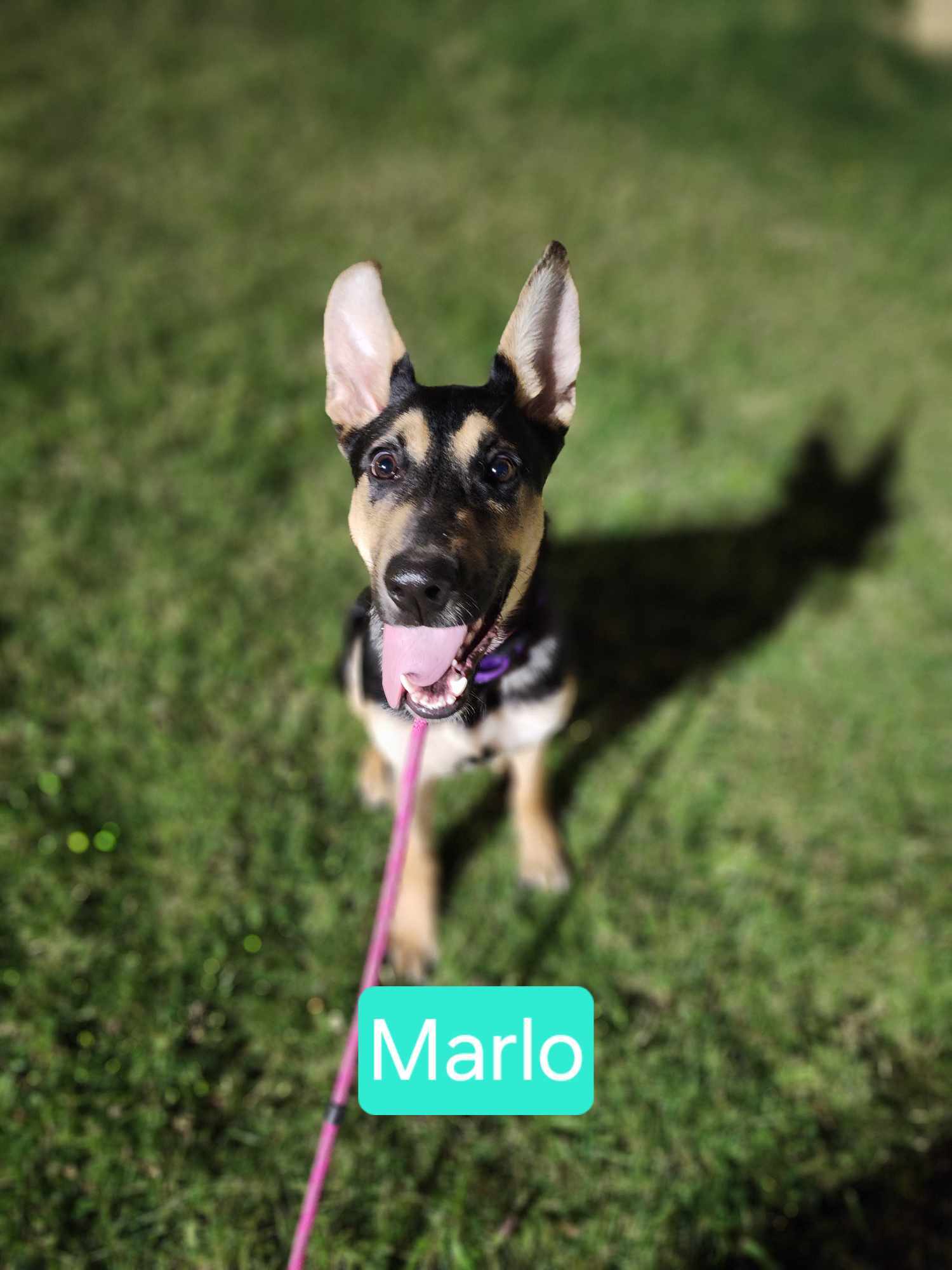 Enlarge Marlo, a Adopted mixed breed in Irwin, PA image 3/3